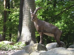 steinbock