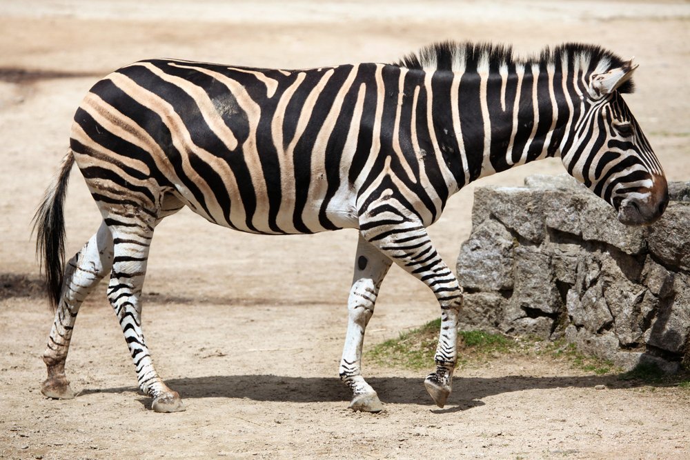 Chapman Zebra