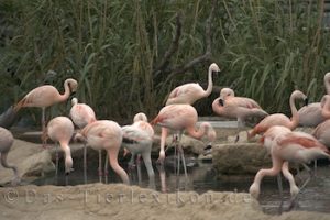 chileflamingo