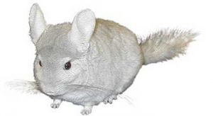 chinchillas, viscachas