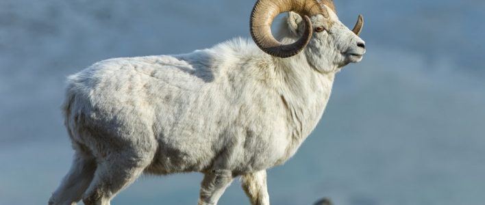 Dall Sheep