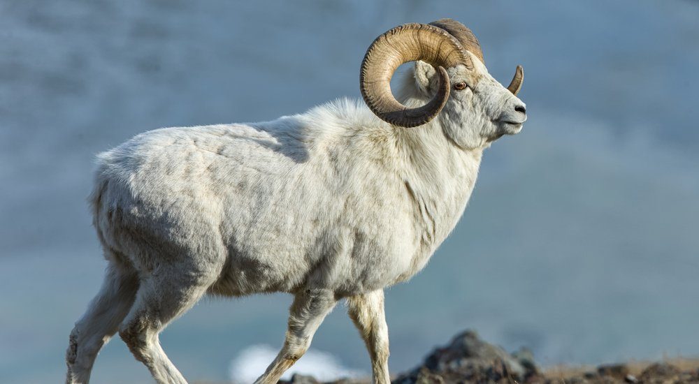 Dall Sheep