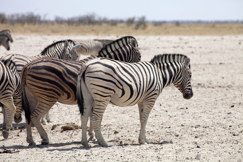 Equus burchellii antiquorum