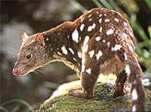 riesenbeutelmarder, fleckschwanz, fleckenbeutelmarder