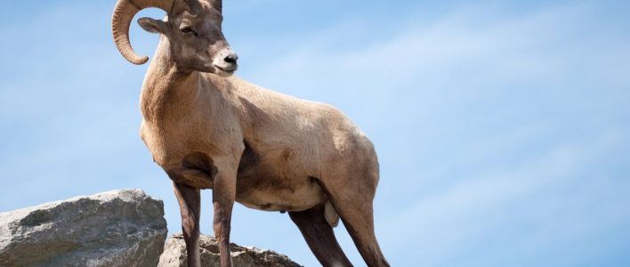 Bighorn Sheep