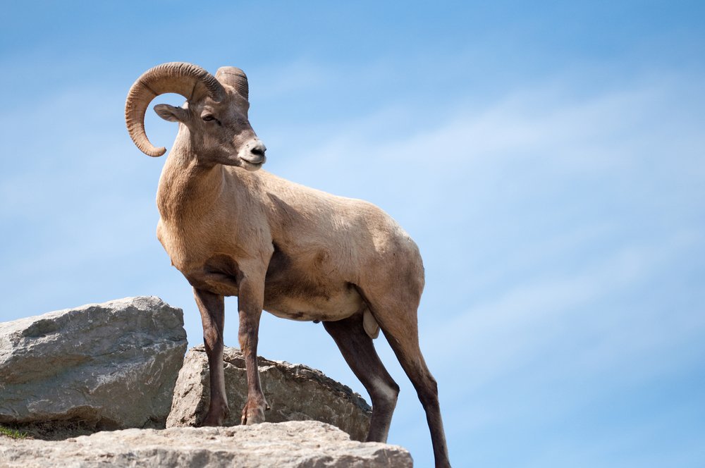 Bighorn Sheep