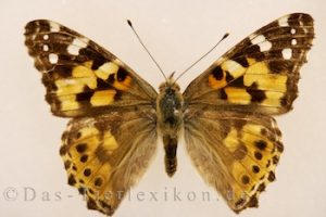 distelfalter, schmetterling, edelfalter