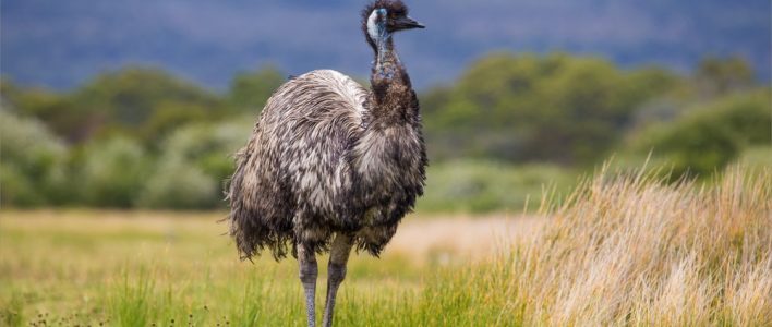 Großer Emu