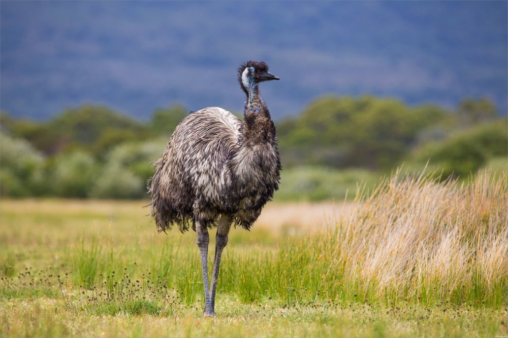 Großer Emu