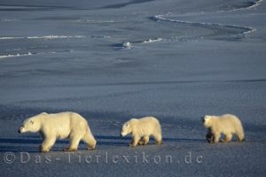 bär, eisbär