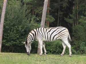 damara, zebra