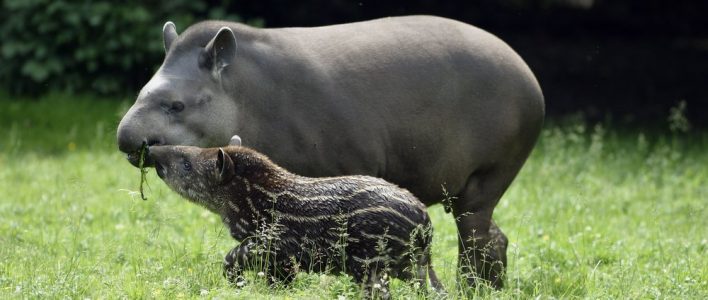 Flachlandtapir