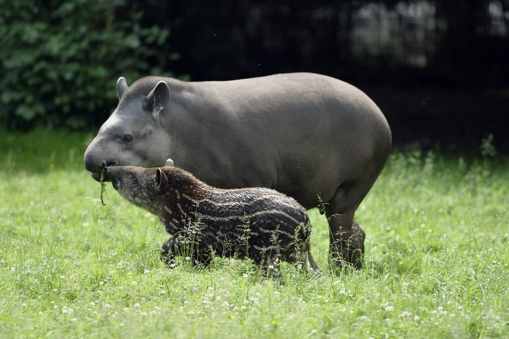 Flachlandtapir