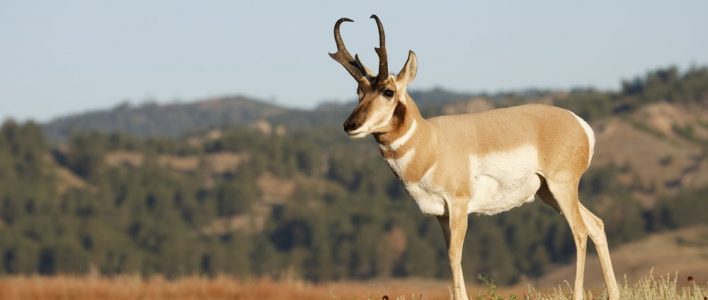 Antilocapra americana