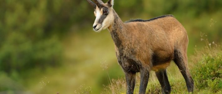 Alpine Chamois