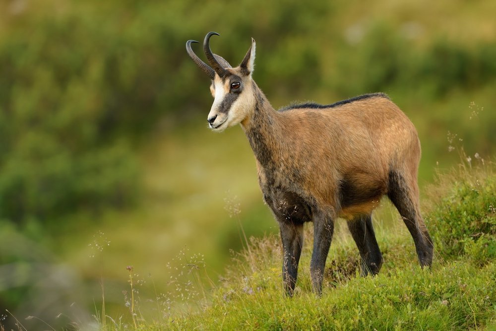 Alpine Chamois