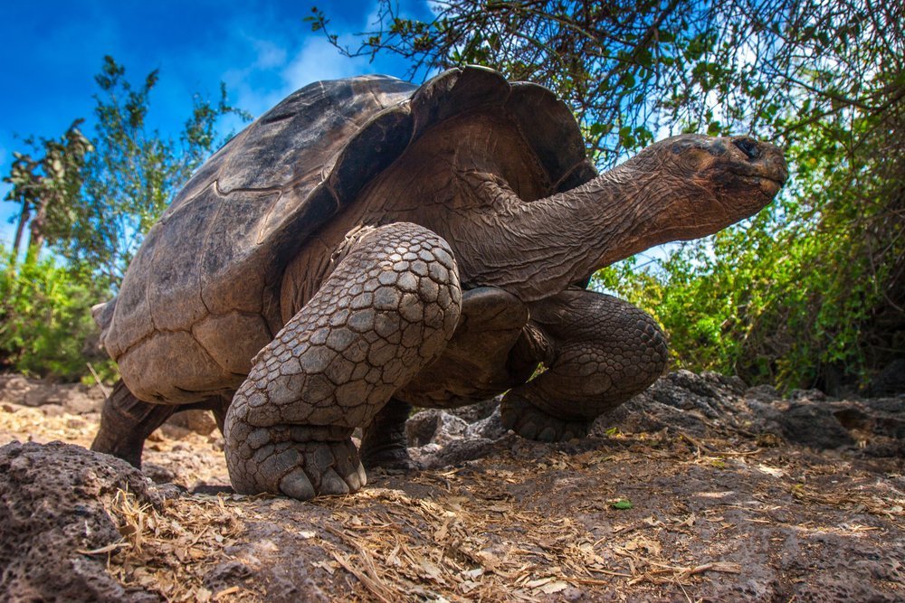 Galapagos Riesenschildkröte