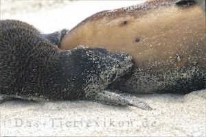 Galapagos-Seebär