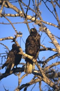 galapagosbussard