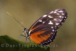 goldener-hekale, schmetterling, edelfalter