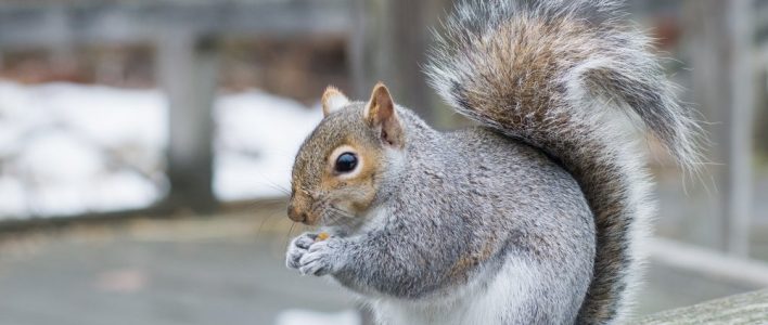 Eastern Gray Squirrel