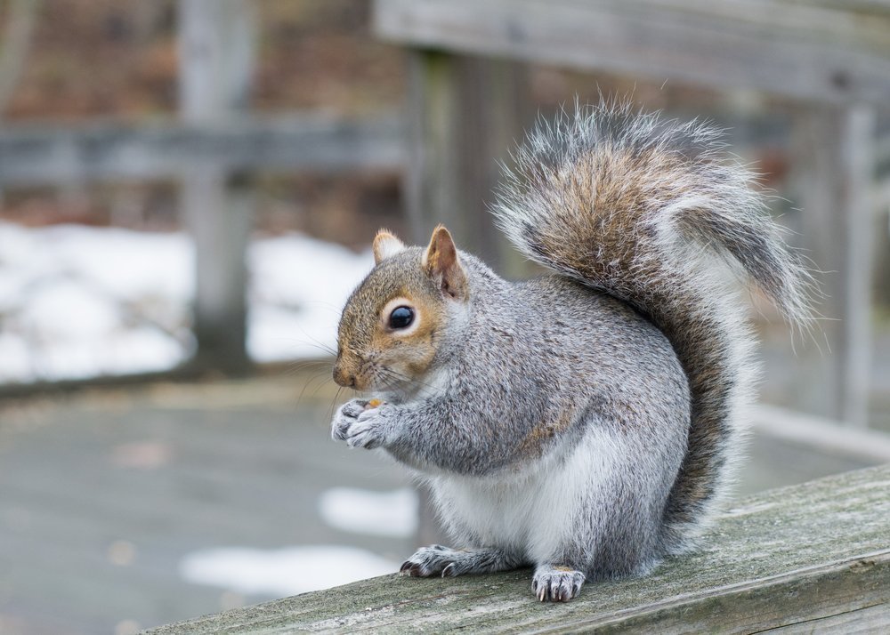 Eastern Gray Squirrel