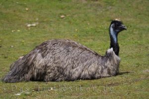 emu