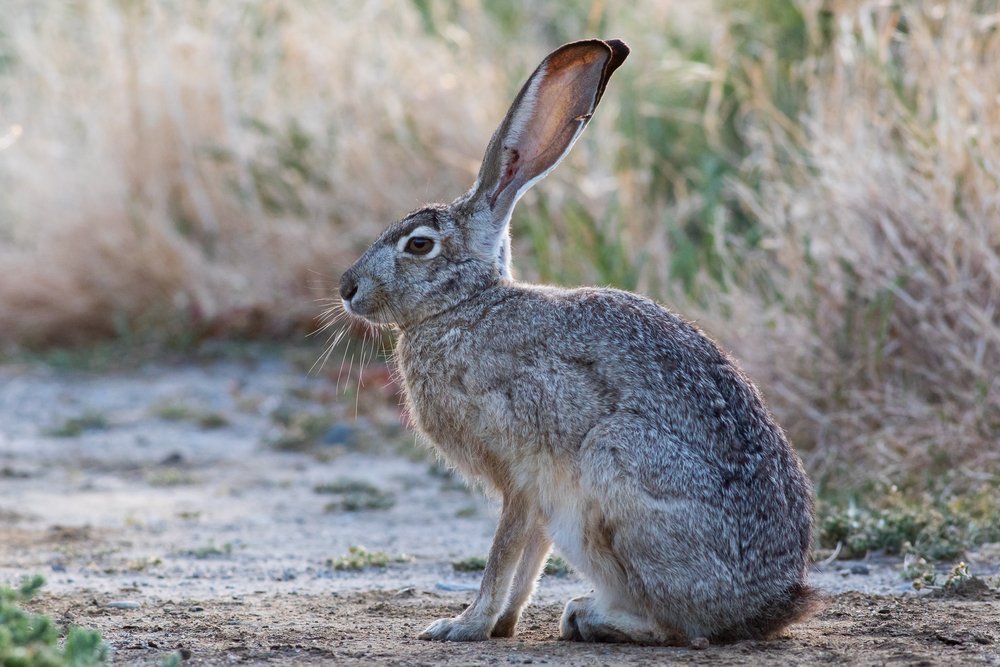 Hase
