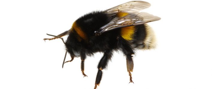 Bombus