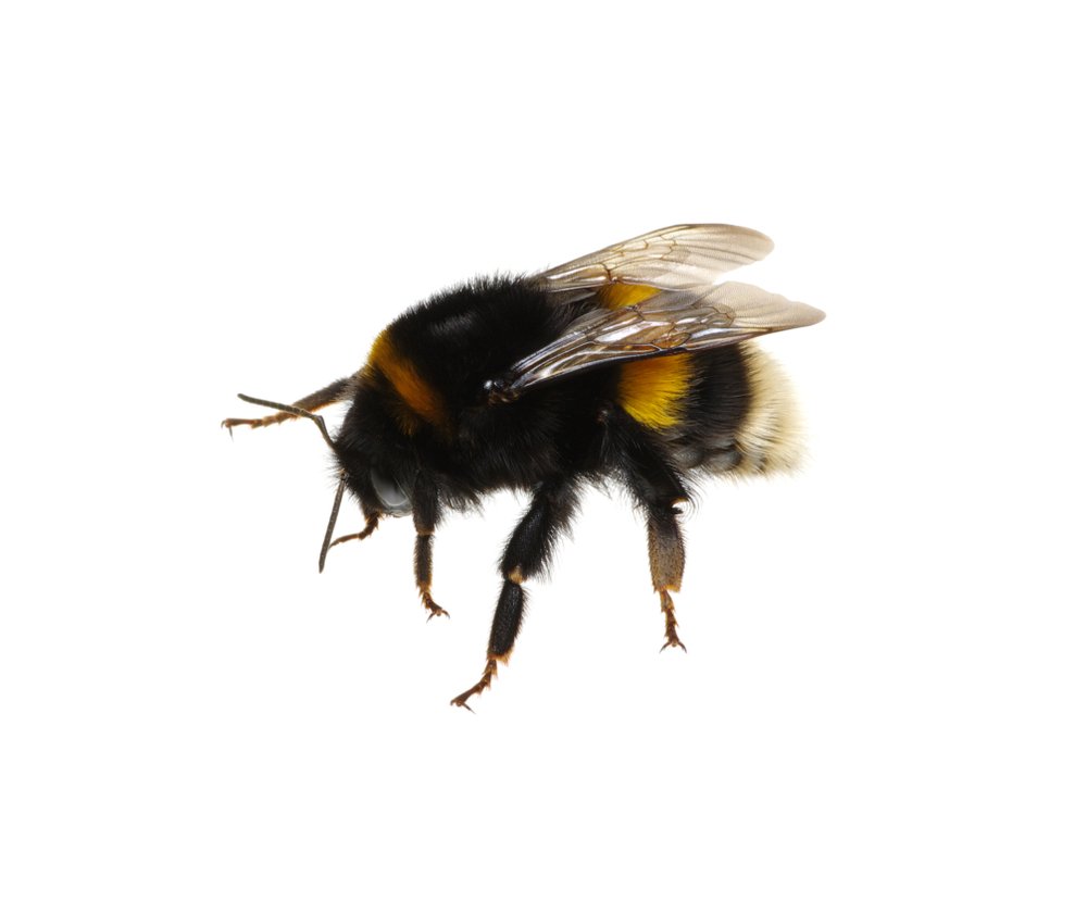 Bombus