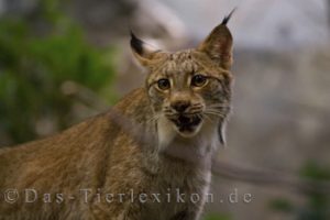 luchs