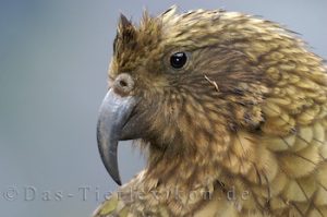 kea