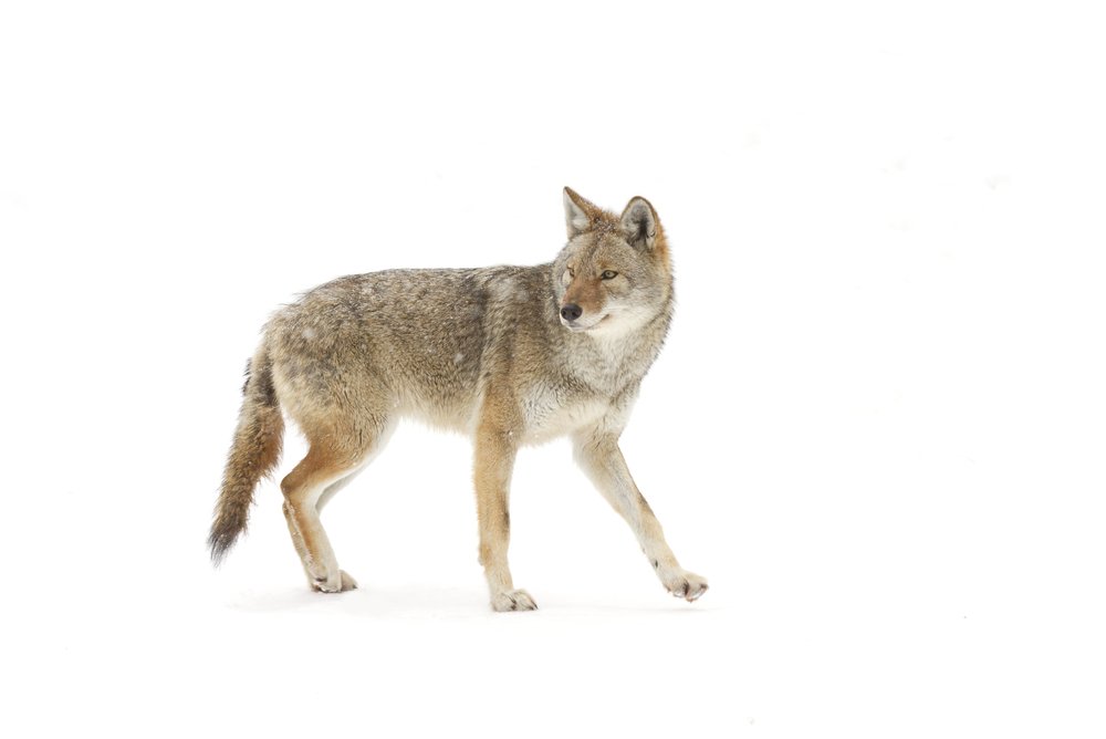 Coyote