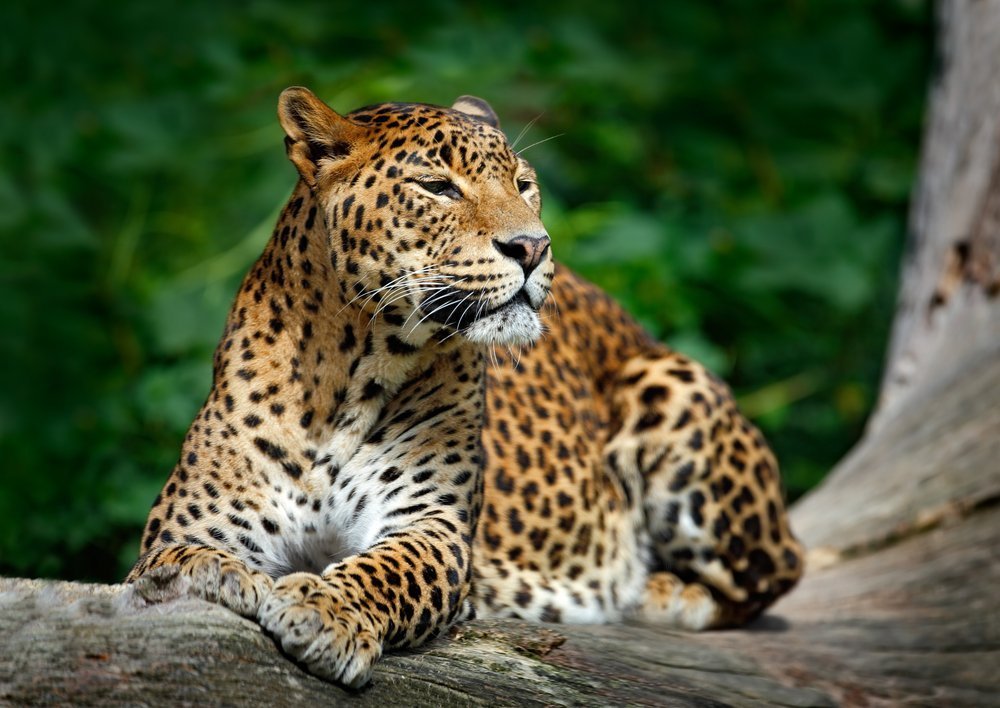 Panthera pardus