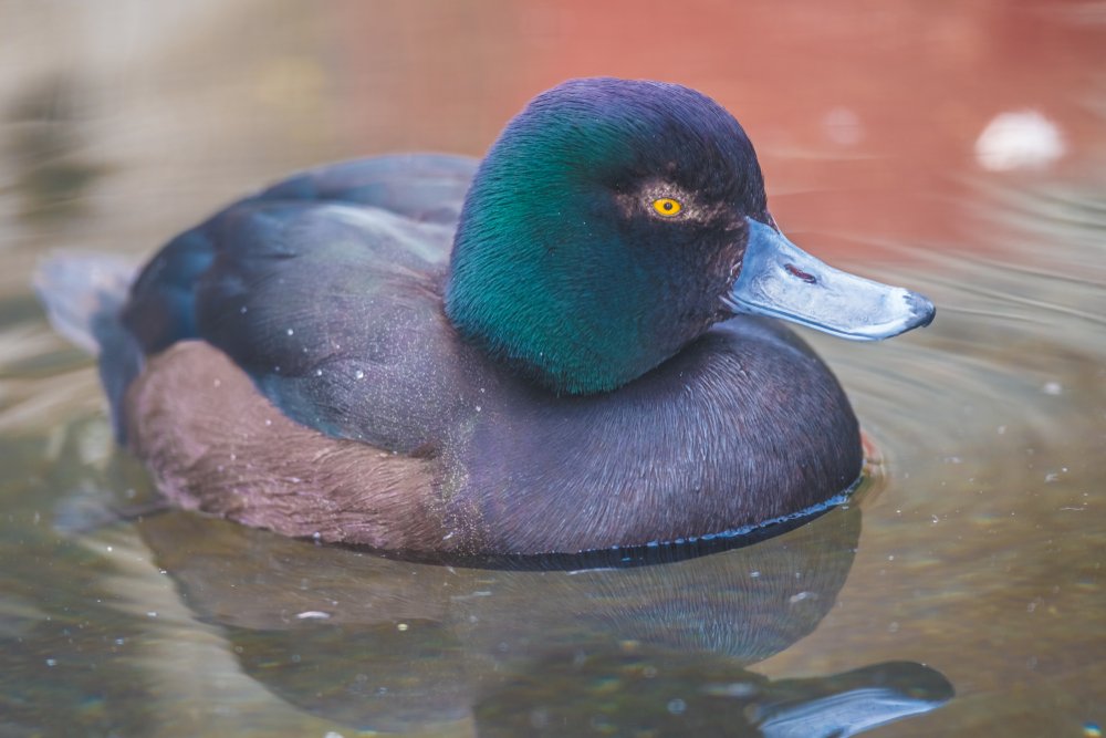 Maori-Ente