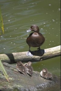 Maori-Ente