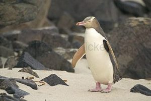 Gelbaugenpinguin