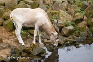 antilope, mendesantilope