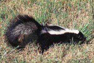 skunk