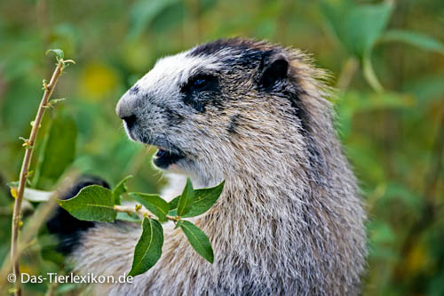 Eisgraues Murmeltier Infos, Lebensweise & Unterarten das Tierlexikon