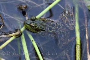 nerzfrosch