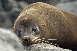 Neuseeländischer Seebär