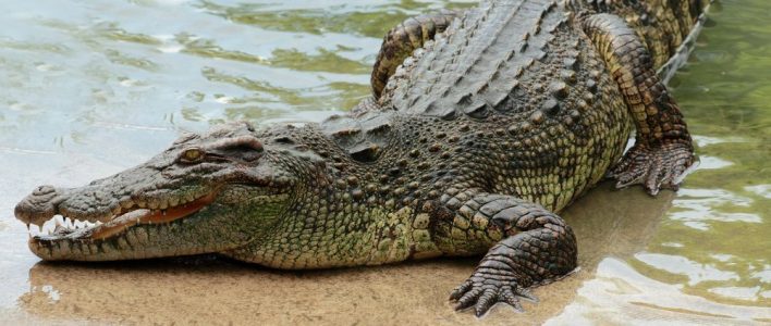 Crocodylus niloticus