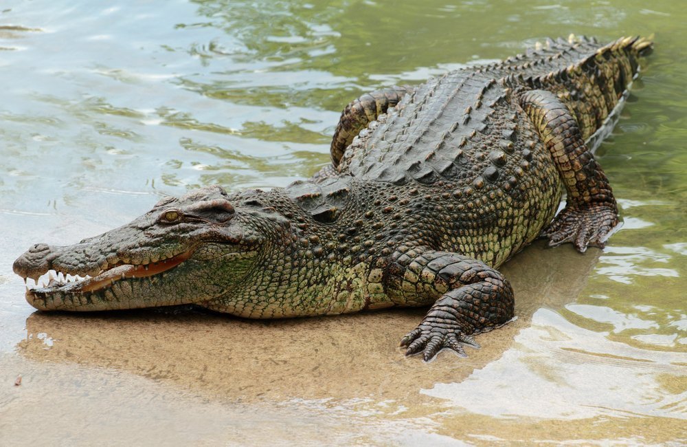 Crocodylus niloticus