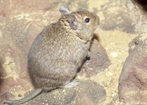 degus, strauchratte