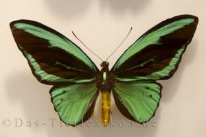 ornithoptera-priamus, ritterfalter, schwalbenschwanz, vogelfalter, schmetterling