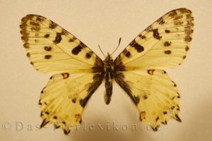 balkan-osterluzeifalter, schmetterling, ritterfalter