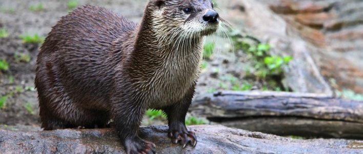 Otter