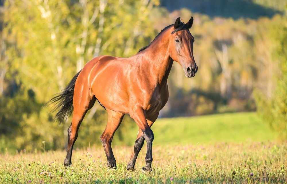 Equus caballus