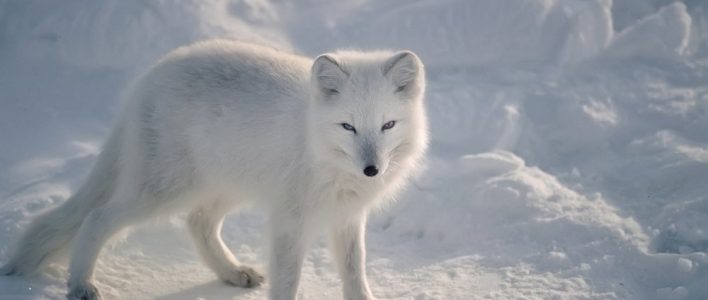 Arctic fox